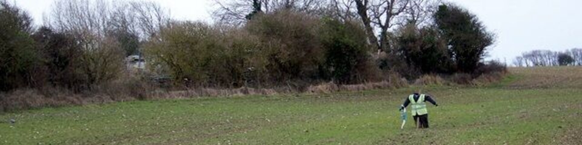 Headless in Highleigh This poor scarecrow standing guard over a cereal crop has unfortunately lost his head.