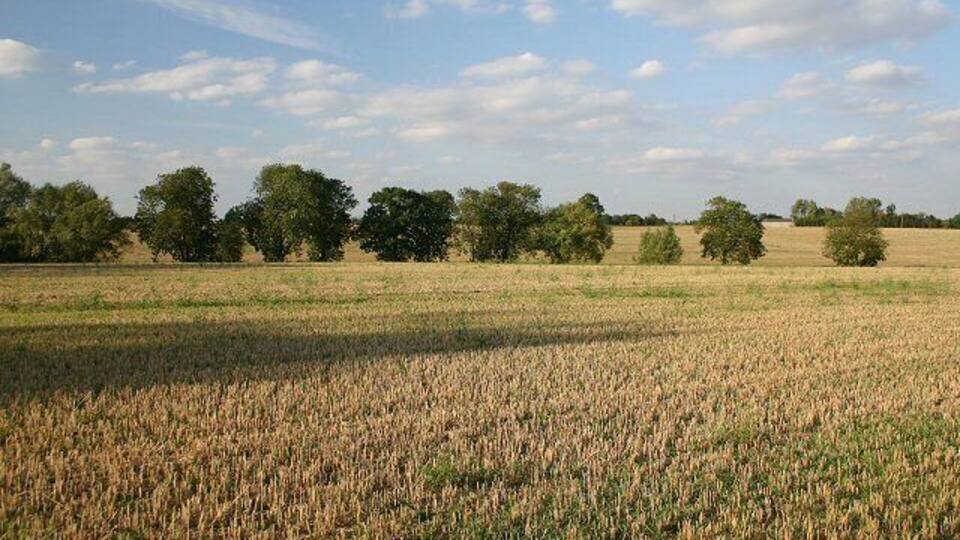 A field of wheat under a clear sky with scattered clouds.
