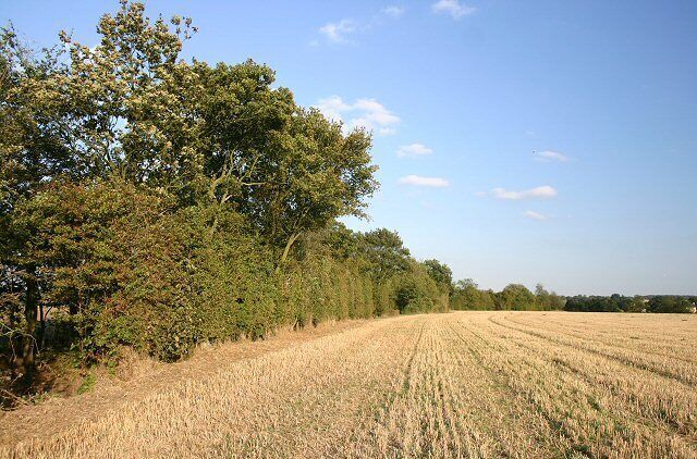 Field near Barr Hall This stubble field lies immediately south of the byway from Gainsford End to Barr Hall, which runs inside the line of trees.