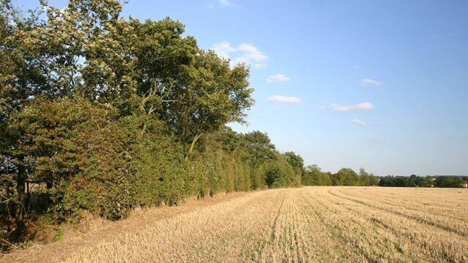 A field of wheat with trees in the background.