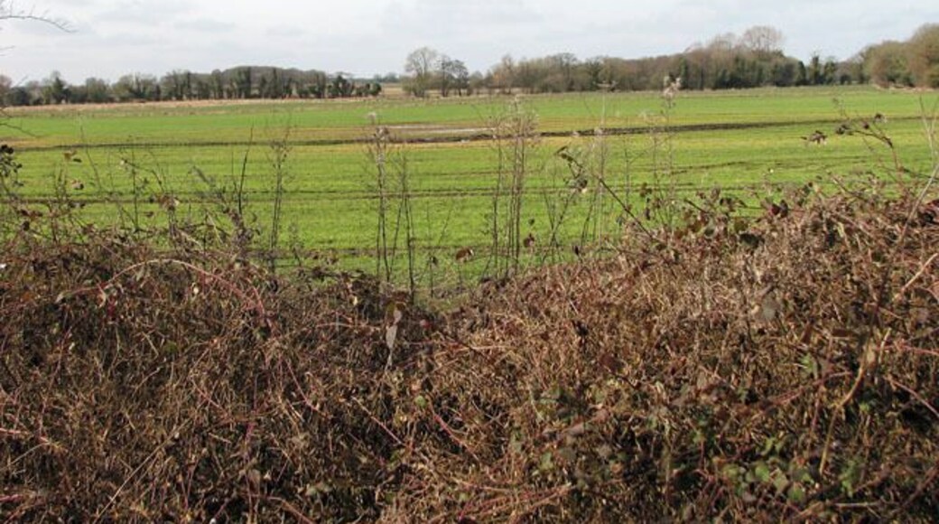 Cultivated fields west of Wash Lane