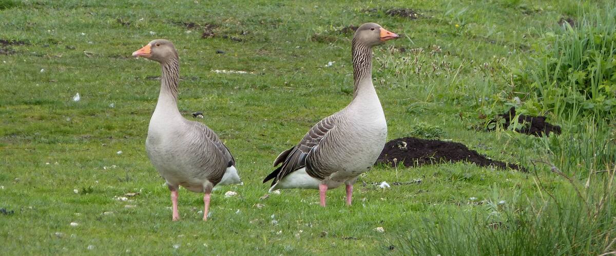 Two geese and a swan in a grassy field.