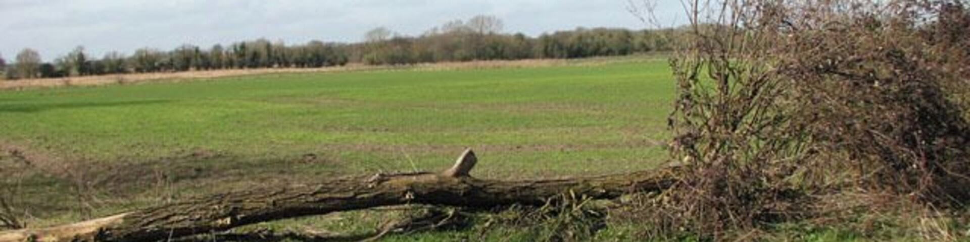 Paisaje rural con un árbol caído en un campo, una zona arbolada y una línea de árboles distante bajo un cielo despejado.