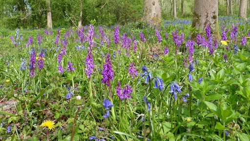 WWT Monkwood. SO 802607 May 4th 2015