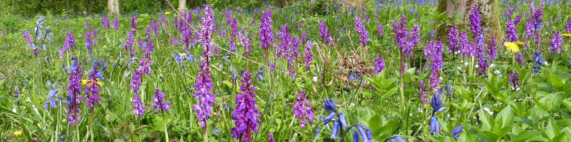 WWT Monkwood. SO 802607 May 4th 2015