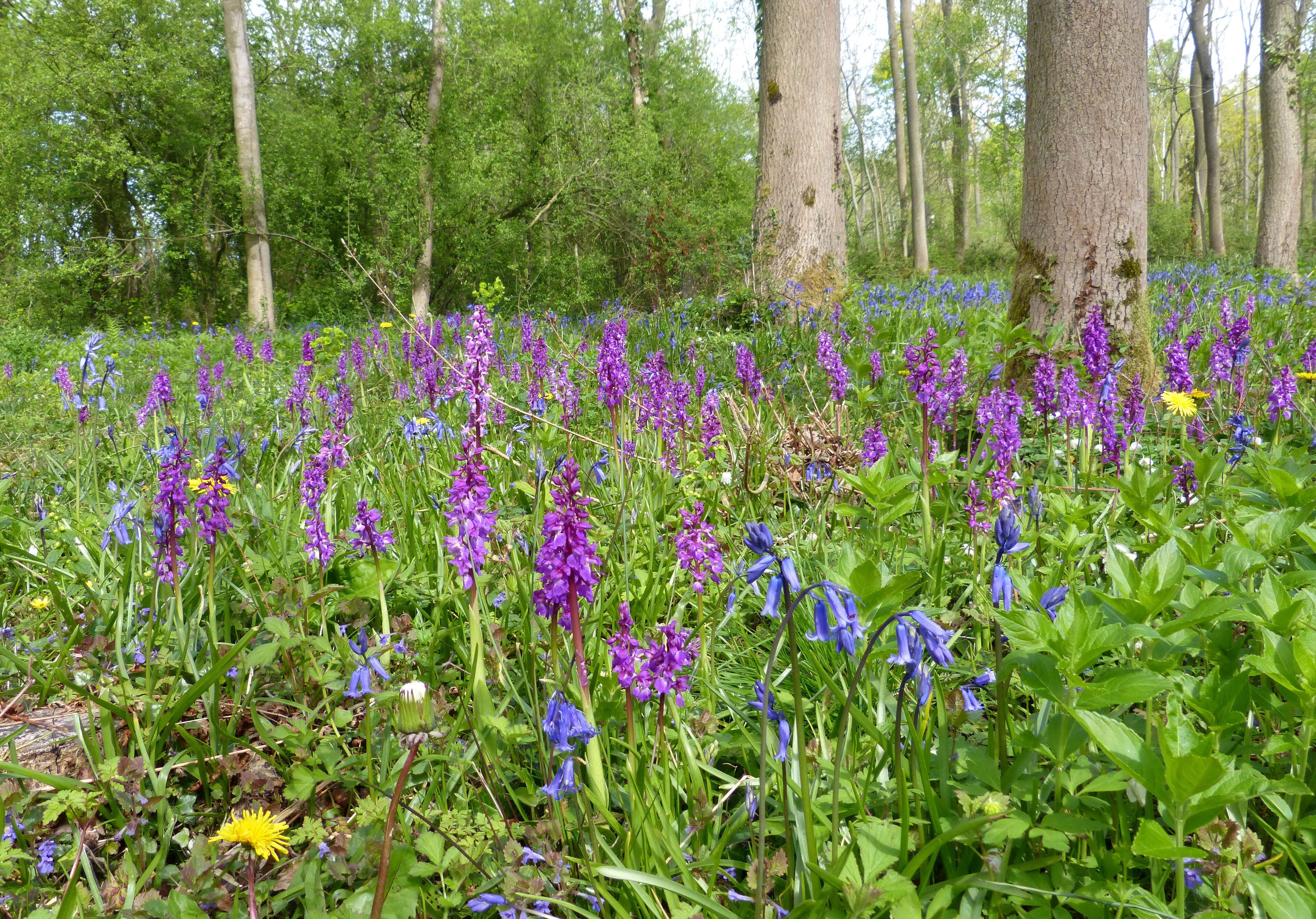 A forest with purple and blue wildflowers, green foliage, and trees.