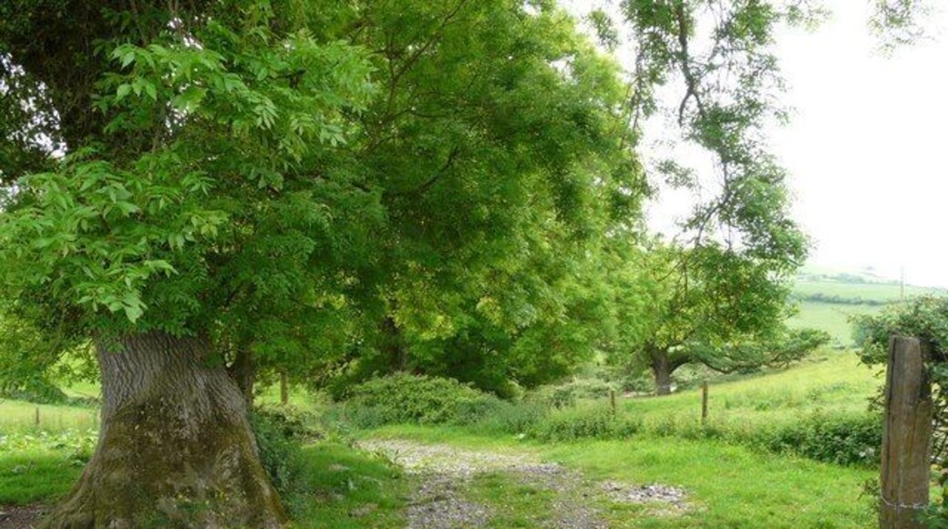 A farm track near Plaistow Barton