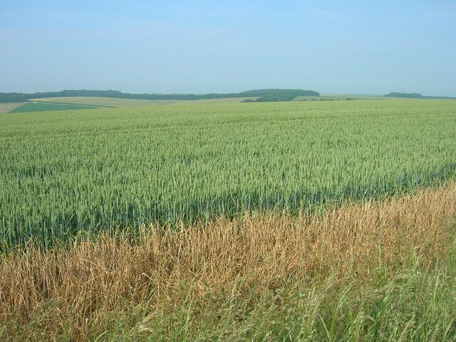 Crop Field, Allison Wold Farm