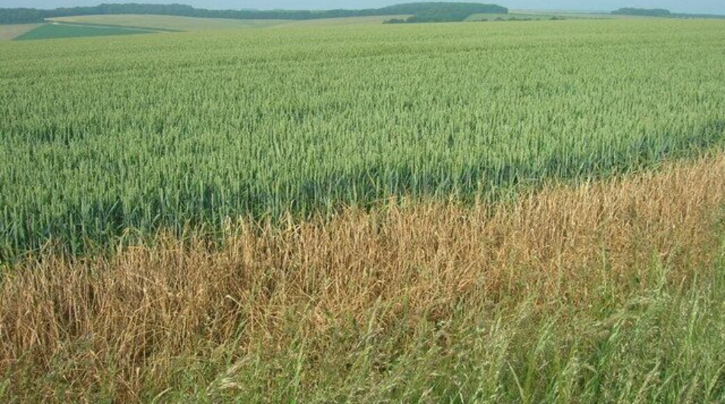 Crop Field, Allison Wold Farm