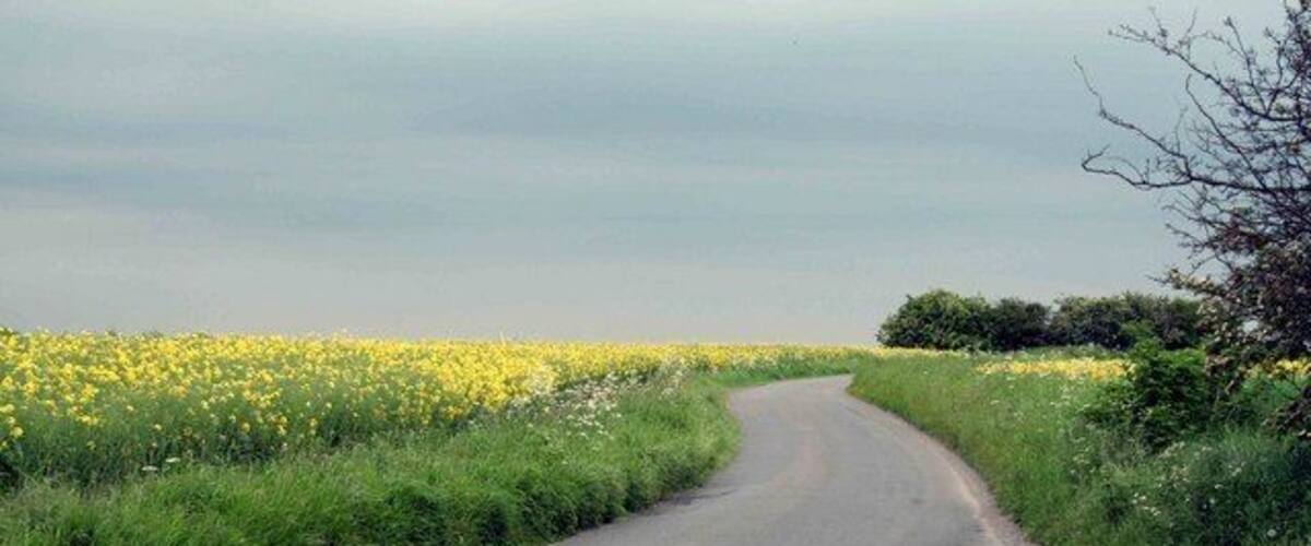 A rural road curving through a field of yellow flowers.