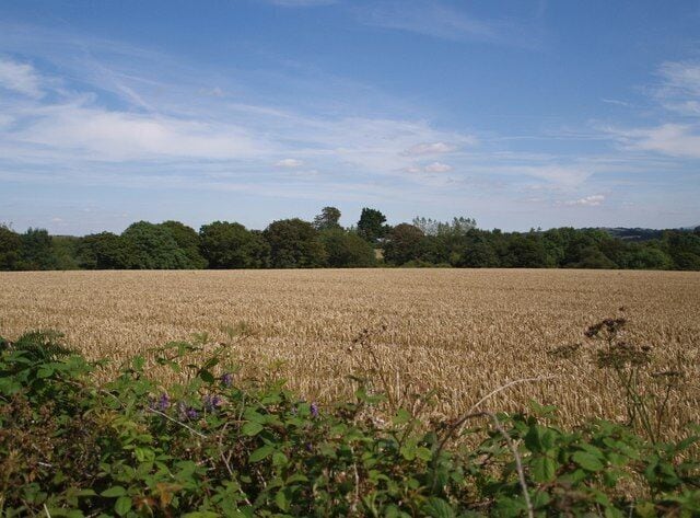 Wheatfield near Worden Farm A field of wheat ripens beside the lane from Dippermill to Shebbear. One of the farm buildings (with a bluish roof) at Worden Farm can just be made out in the centre.