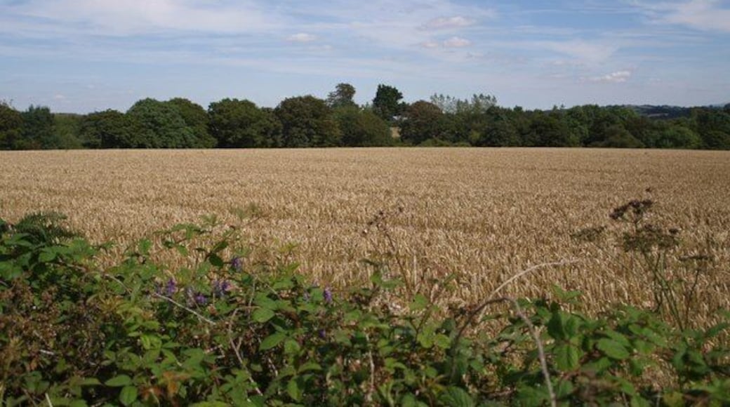 Wheatfield near Worden Farm A field of wheat ripens beside the lane from Dippermill to Shebbear. One of the farm buildings (with a bluish roof) at Worden Farm can just be made out in the centre.