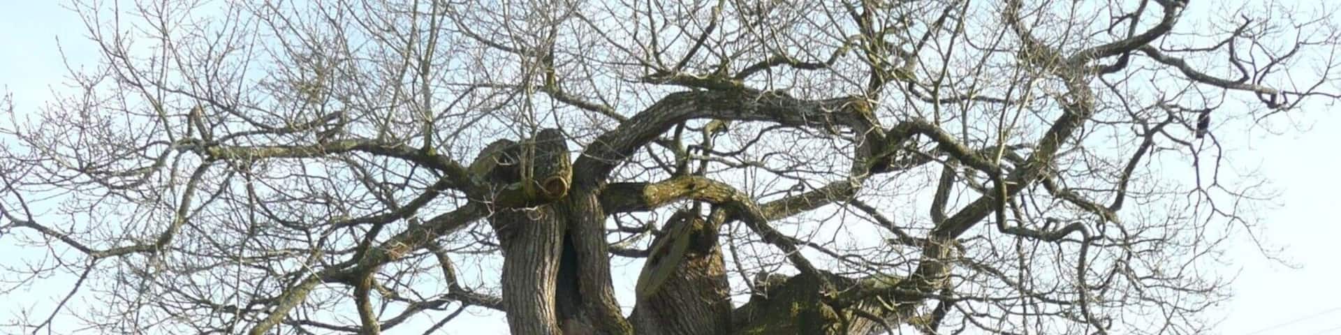 An old tree, Shebbear