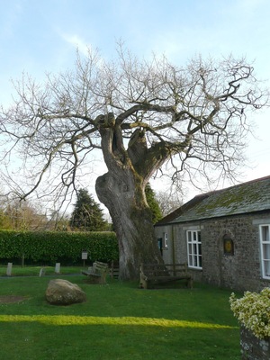 An old tree, Shebbear