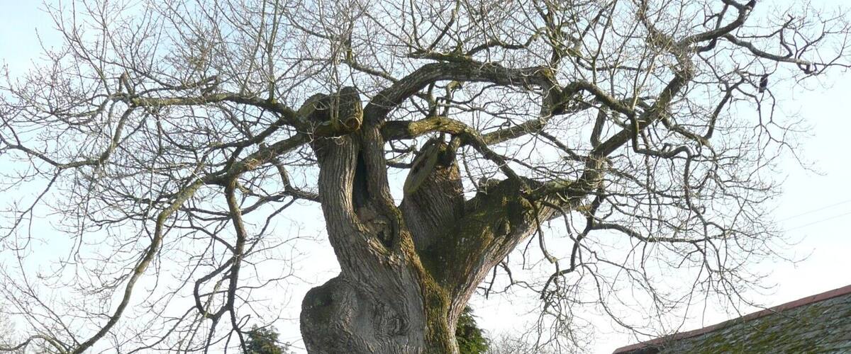 A large, leafless tree in a grassy area with a stone building in the background.