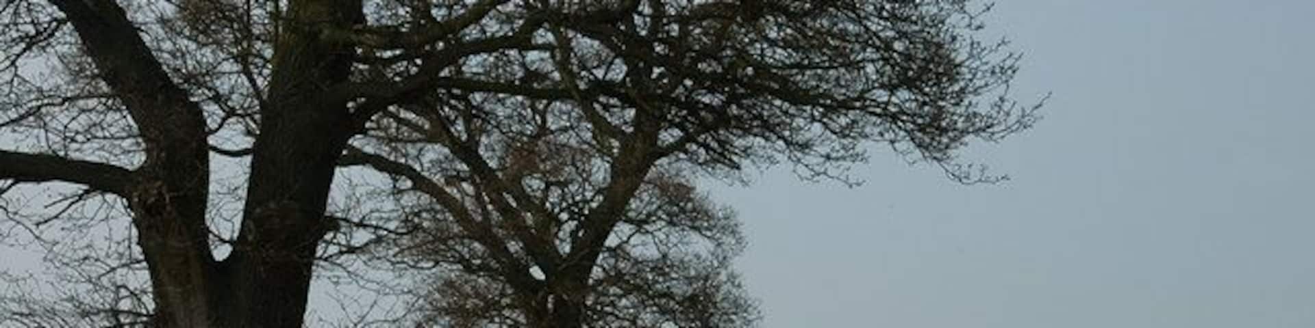 Oilseed Rape next to RAF Shawbury RAF Shawbury control tower is in the middle distance.