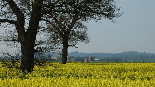 Oilseed Rape next to RAF Shawbury RAF Shawbury control tower is in the middle distance.