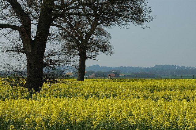 A field of yellow flowers with a large tree in the foreground and a distant hill with buildings.
