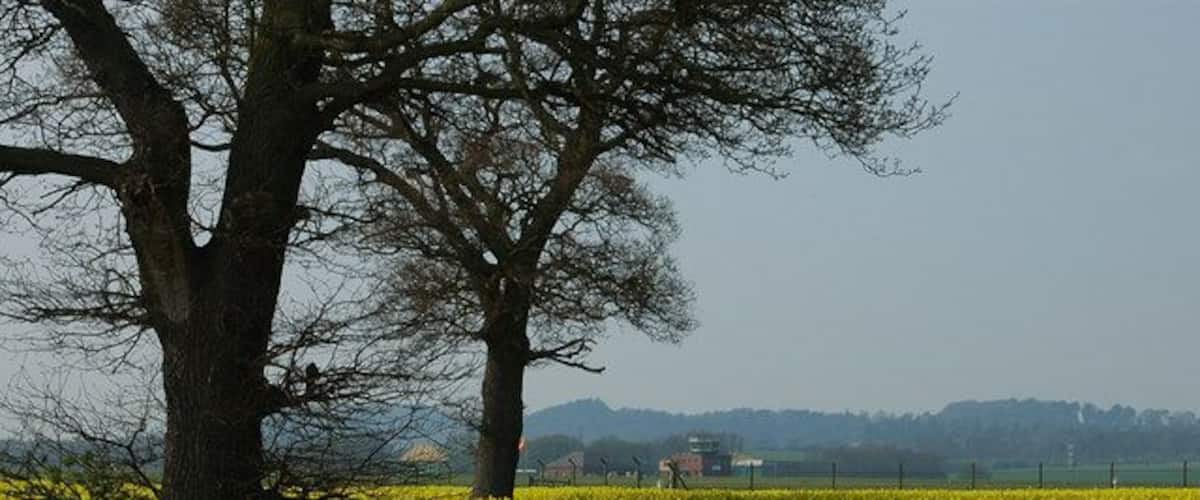 A field of yellow flowers with a large tree in the foreground and a distant hill with buildings.