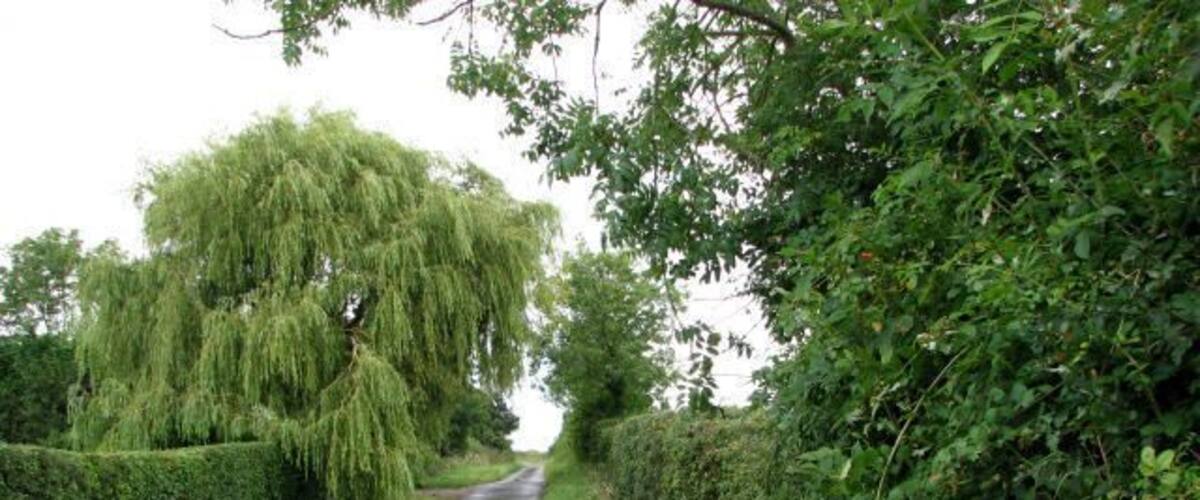 A narrow rural road flanked by hedges and trees.