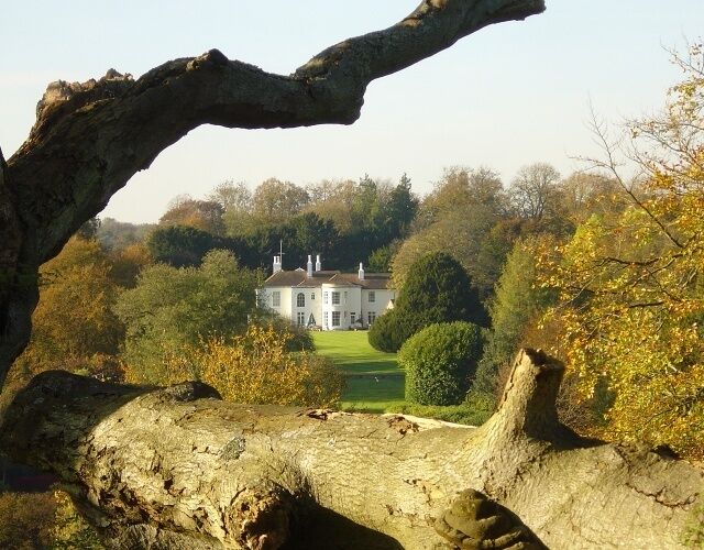 Shalden One of several large houses in the comfortable village of Shalden. This is taken through the boughs of a fallen beech tree.