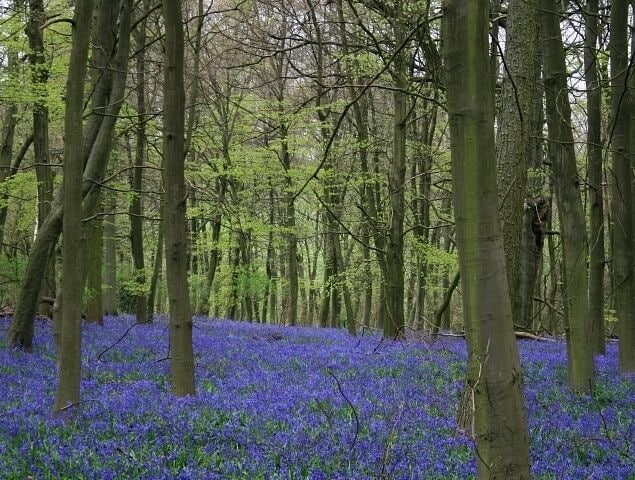 Little Hankins Copse, Golden Pot Bluebells on a cloudy mid-day; if anything I have slightly toned down the intensity of the blue.