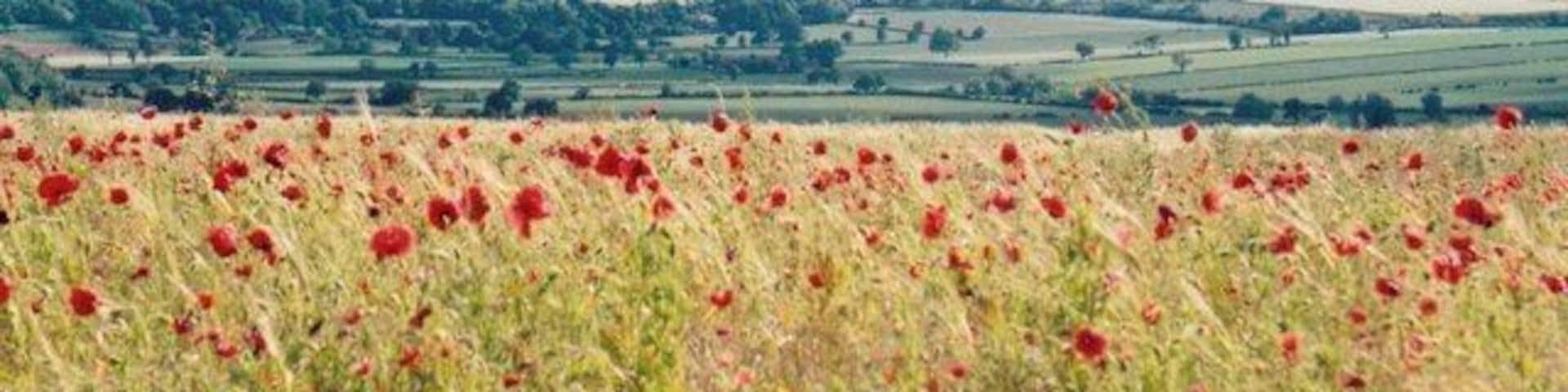 Cornfield with poppies on Settrington Wold The western scarp of the Yorkshire Wolds offers some fine views towards the Vale of York.