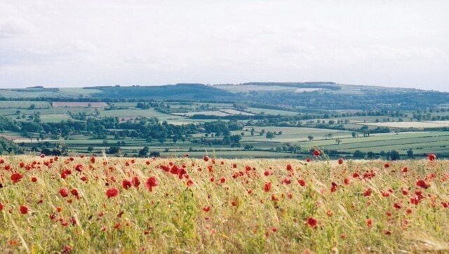 A field of red poppies with rolling hills and farmland in the background.