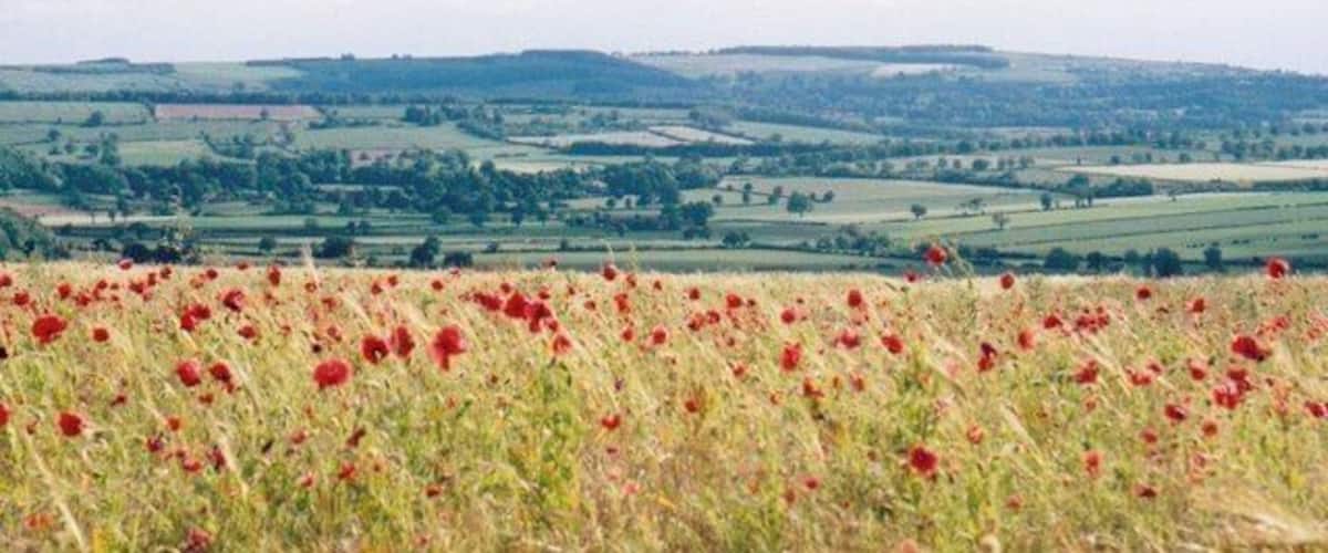 A field of red poppies with rolling hills and farmland in the background.