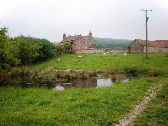 Low Bellmanear The track from Fizgig Hill leads past the pond and derelict buildings at Low Bellmanear, with sheep grazing on the surrounding grassy terrain.
