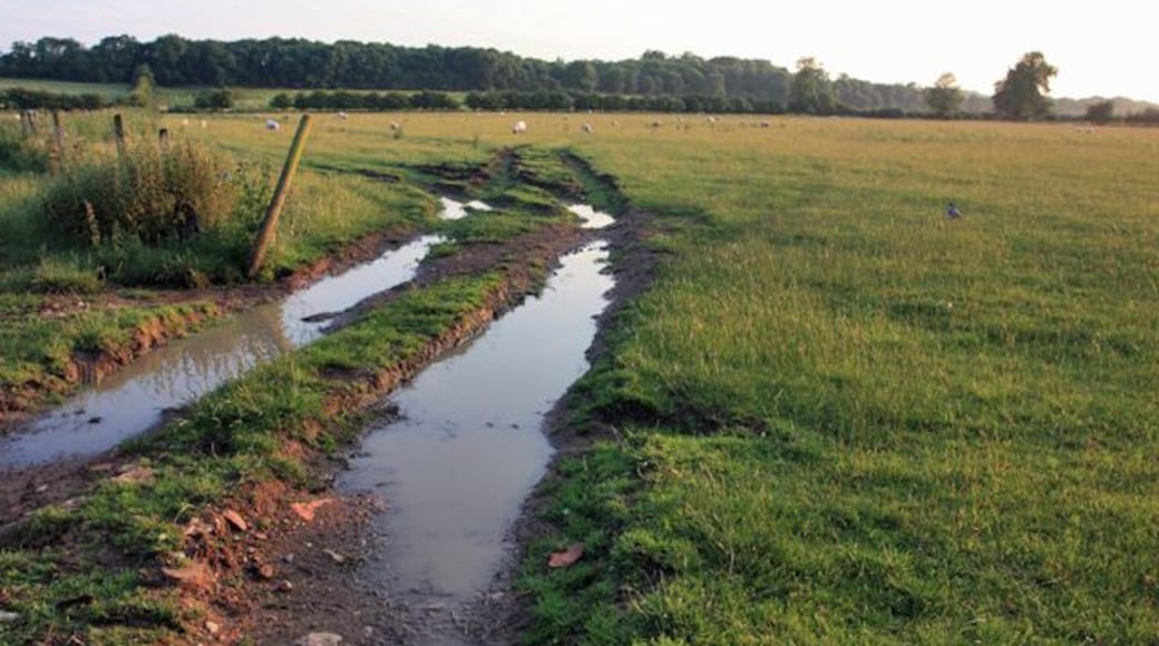 Pasture west of Settrington The pasture was in use as grazing for sheep.