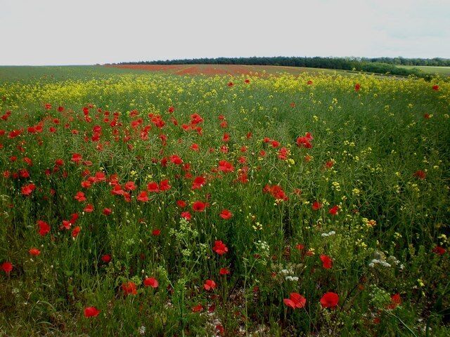 Poppies galore! Scarlet poppies make an arresting sight in this field near Wold House, Town Wold.