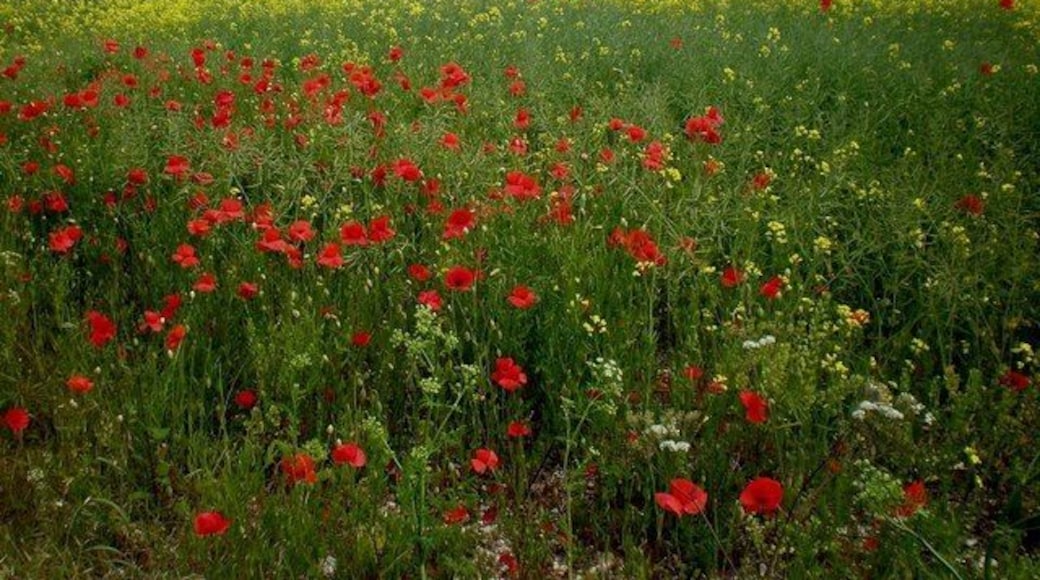 Poppies galore! Scarlet poppies make an arresting sight in this field near Wold House, Town Wold.