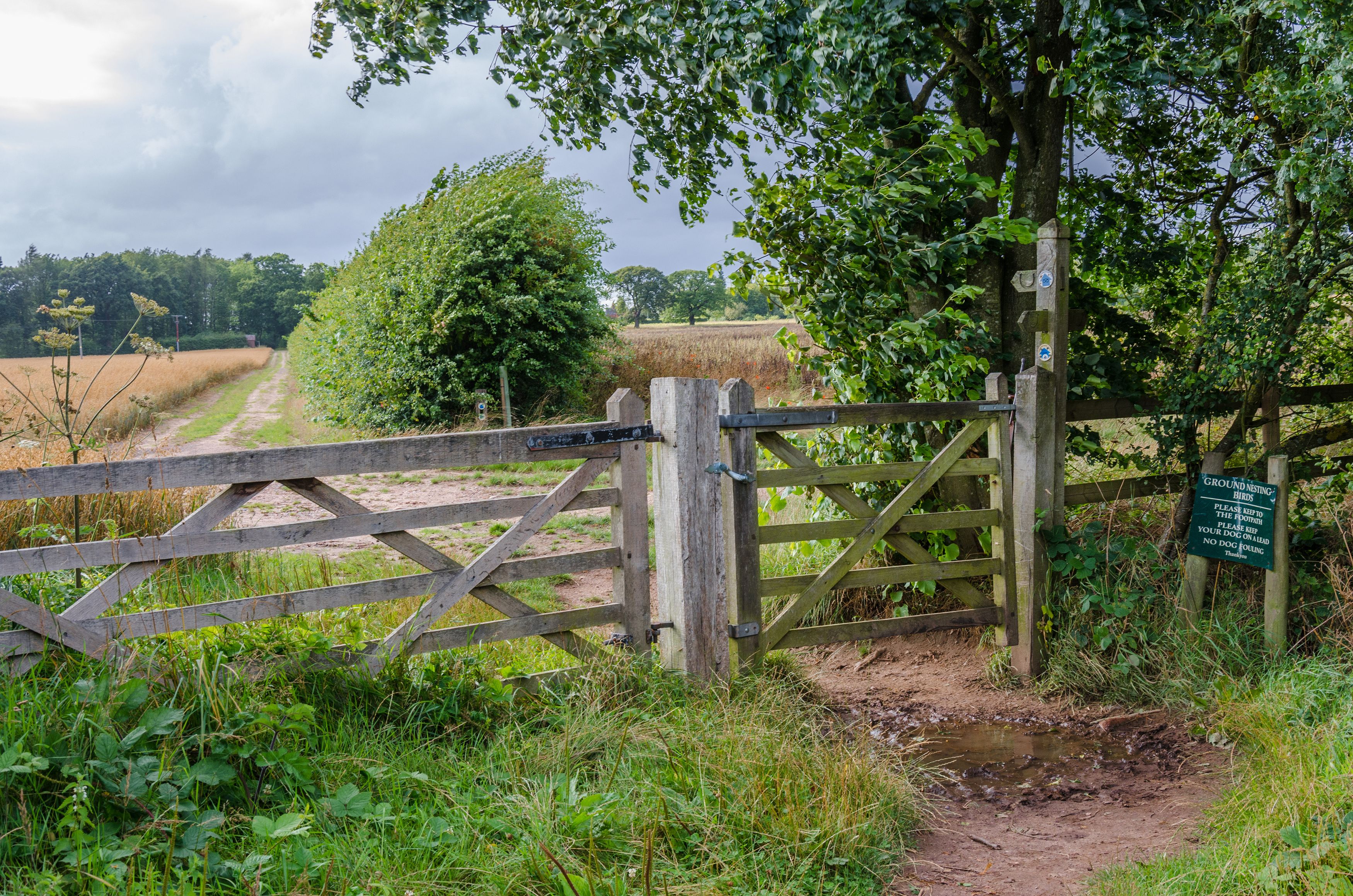 A wooden gate with a sign about ground nesting birds, a dirt path, and a field in the background.