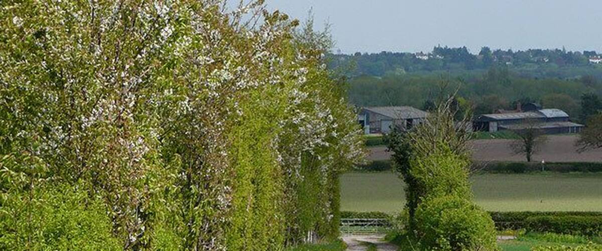 Farm track near Shipley, Shropshire Surrounding fields are mainly used for rape, cereals, and potatoes. Local wildlife adds interest to this rural scene!