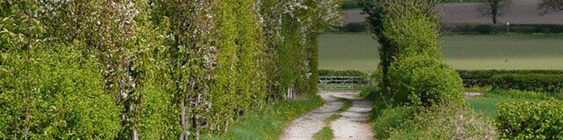 Farm track near Shipley, Shropshire Surrounding fields are mainly used for rape, cereals, and potatoes. Local wildlife adds interest to this rural scene!