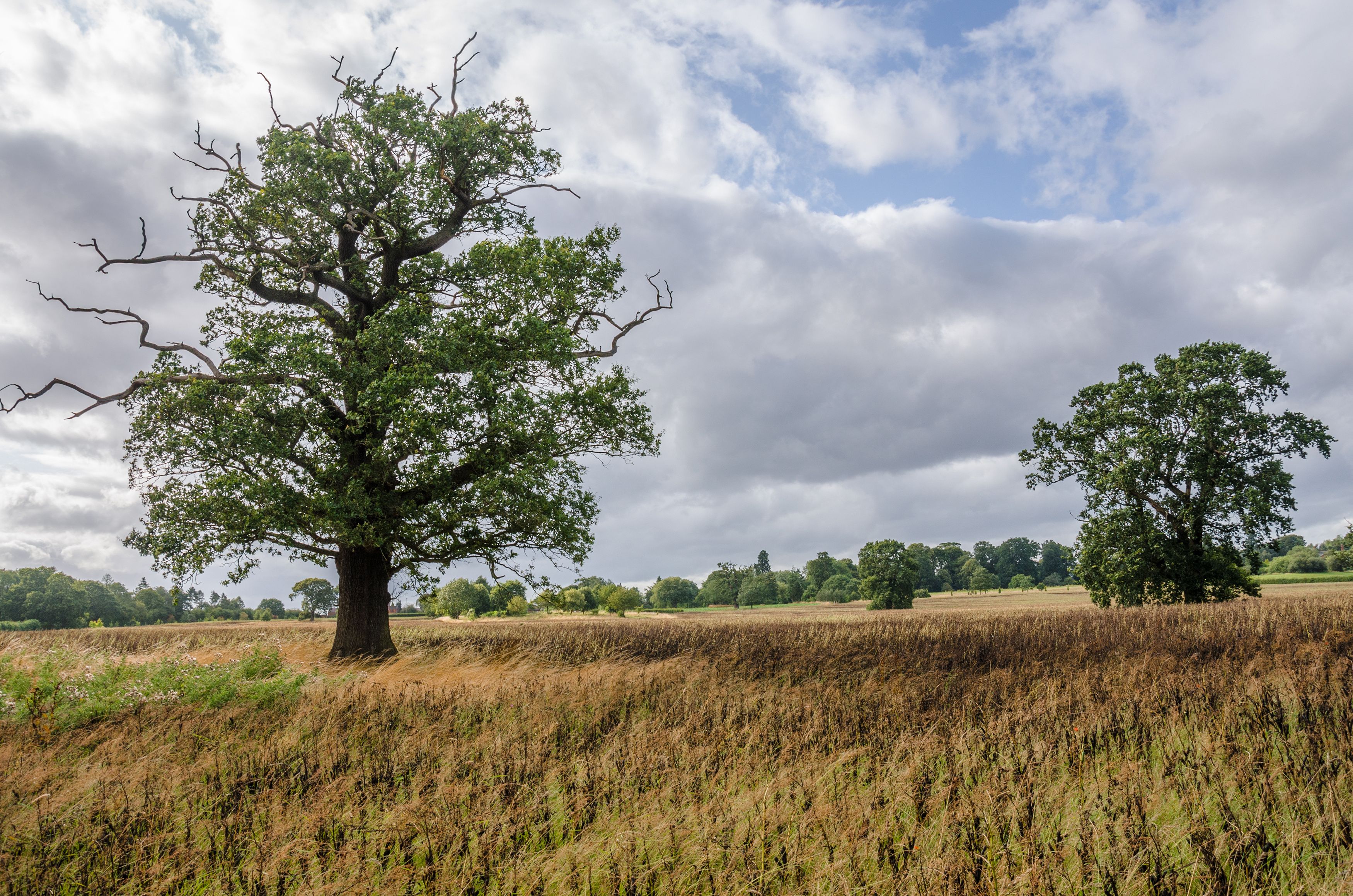 A field with two large trees and a cloudy sky.