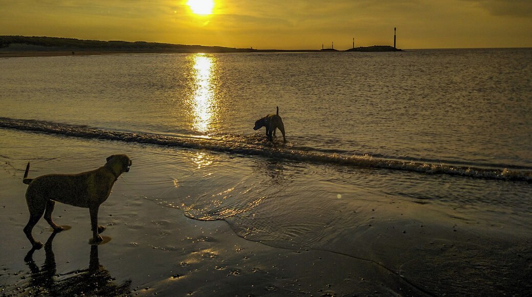 Lovely dog friendly part of the beach at Sea Palling. At low tide there are vast expanses of sand and a sunset will often create a golden mirror reflection. You may spot the occasional seal, star fish or even deer in the sand dunes. #BeachTips
