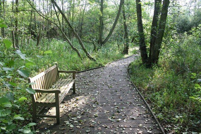 A wooden bench on a leaf-covered path in a forest.