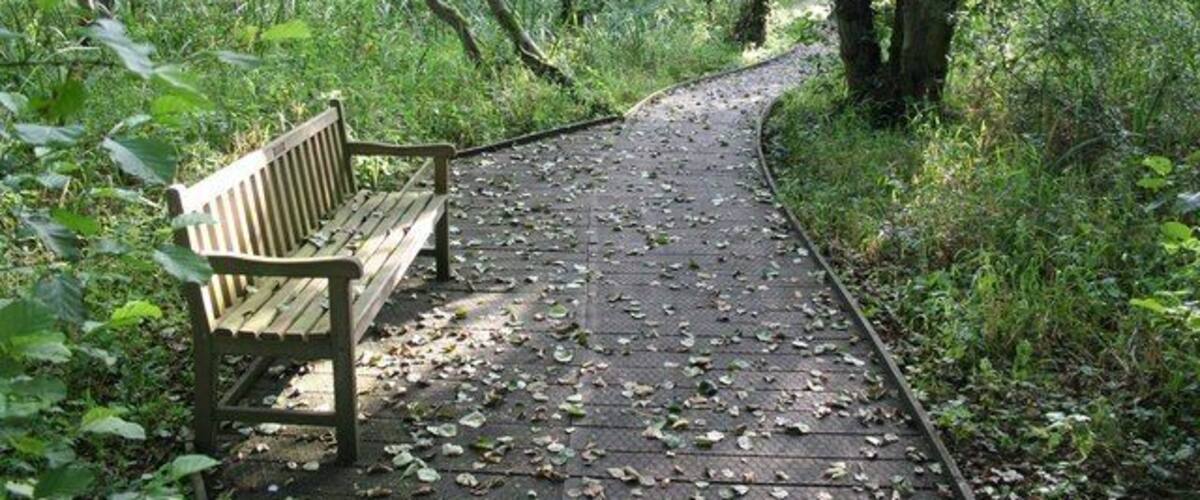 A wooden bench on a leaf-covered path in a forest.