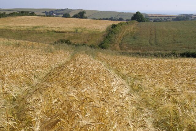 A wheat field with a dirt path leading through it.