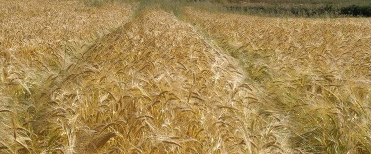 A wheat field with a dirt path leading through it.