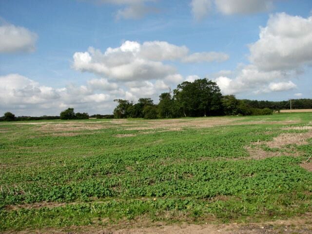 View west towards trees that surround a pond