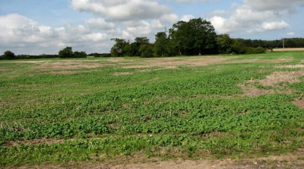 View west towards trees that surround a pond