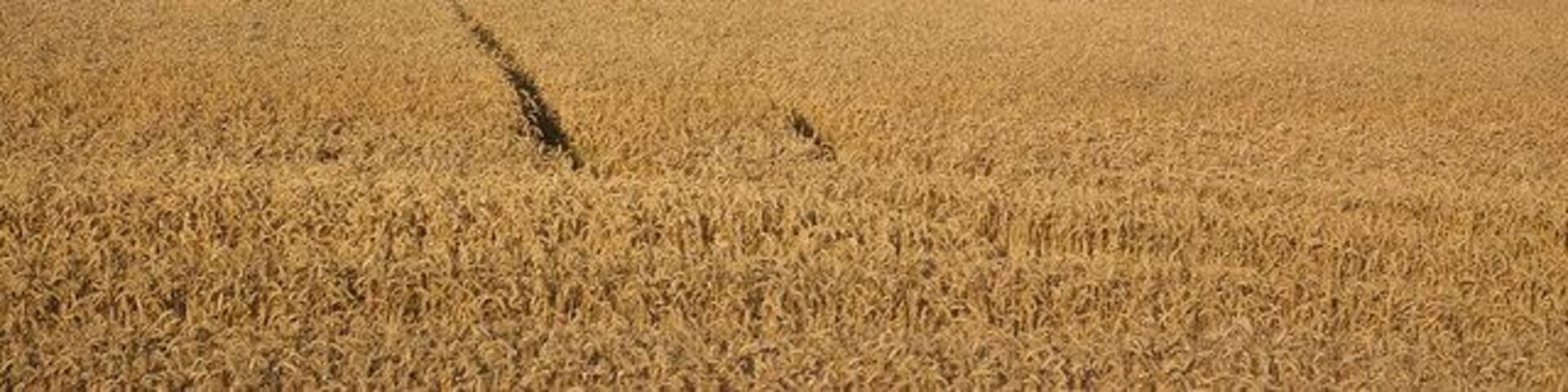 A vast wheat field with a distant hill and trees.