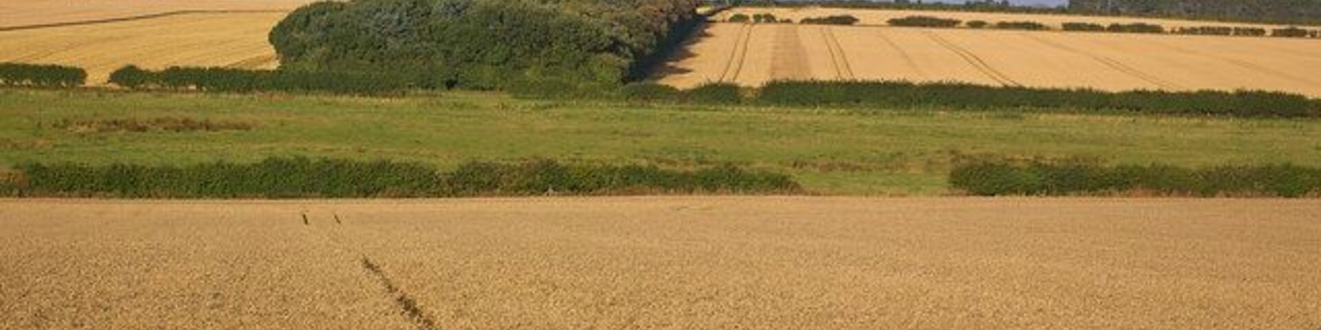 North of Saxlingham The rectangular patch of woodland shown on the map is very obvious in this photo.