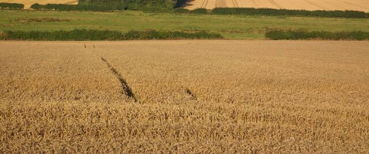 A vast wheat field with a distant hill and trees.