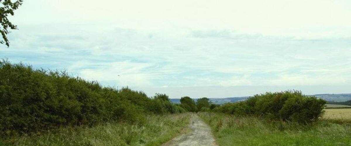 A rural dirt road flanked by dense greenery and fields.