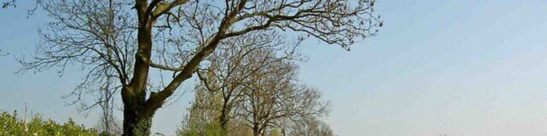 Un camino rural bordeado por árboles sin hojas y setos verdes.