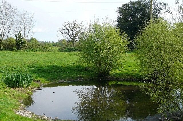 A small pond surrounded by green grass and trees.